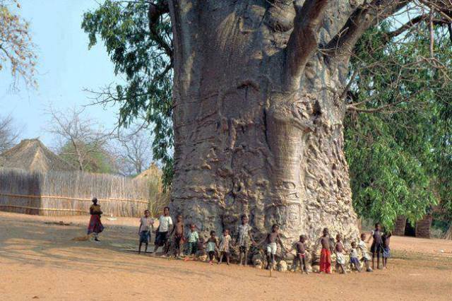 suedafrika-arol-baobab-enlimpopo.jpg?w=6