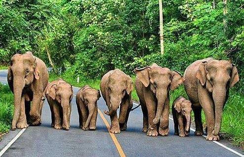 elefanten drei generationen